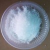 Calcium Nitrate Manufacturers